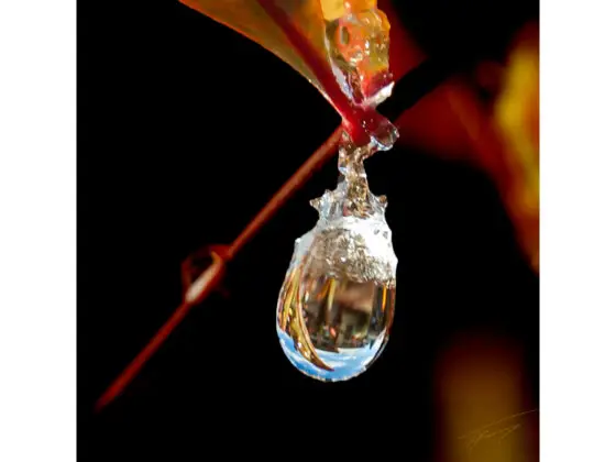 Today’s Photo from Ted Grussing Photography: ... at home