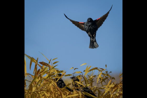 Today’s Photo from Ted Grussing Photography: … leader of the band grussing 20241125a FI