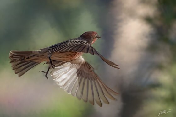 Today’s Photo from Ted Grussing Photography: … living the day grussing 20241129a