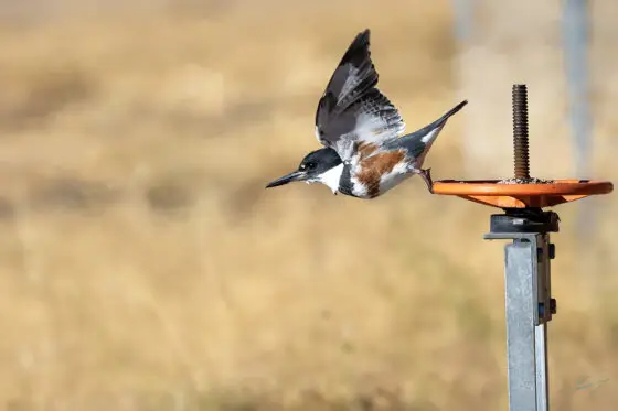 Today’s Photo from Ted Grussing Photography: ... a natural catapult