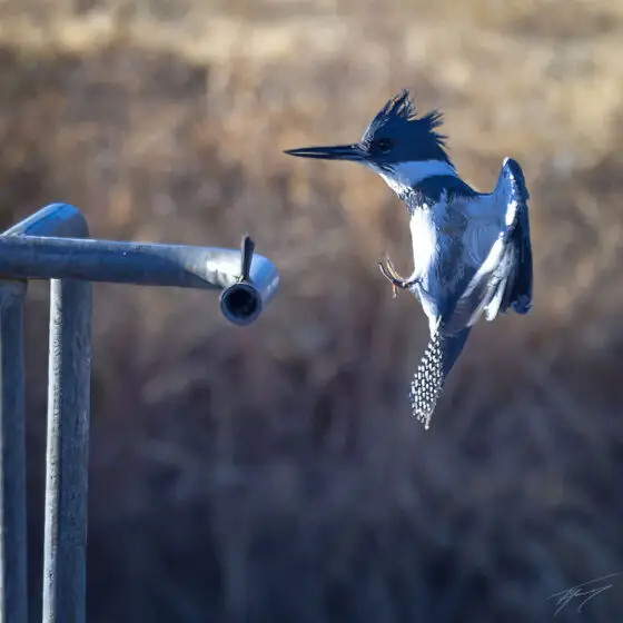 Today’s Photo from Ted Grussing Photography: ... nailing another landing