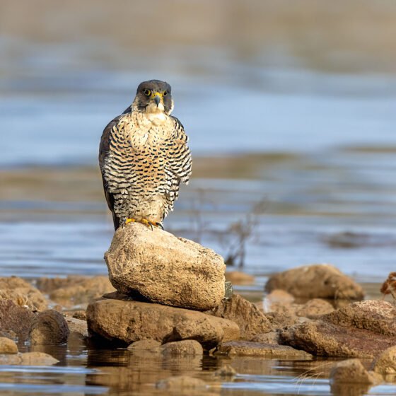 Today’s Photo from Ted Grussing Photography: Peregrine Island … the magical isle grussing 20241209a