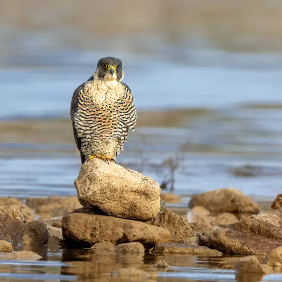 Today’s Photo from Ted Grussing Photography: Peregrine Island ... the magical isle
