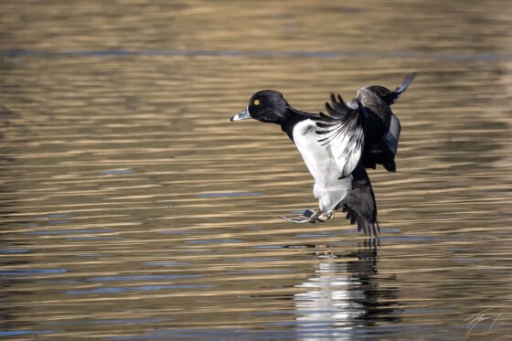 Today’s Photo from Ted Grussing Photography: … morning magic grussing 20241211a