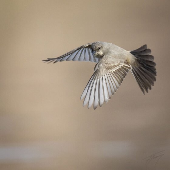 Today’s Photo from Ted Grussing Photography: … morning magic at Lake Pleasant grussing 20241213a
