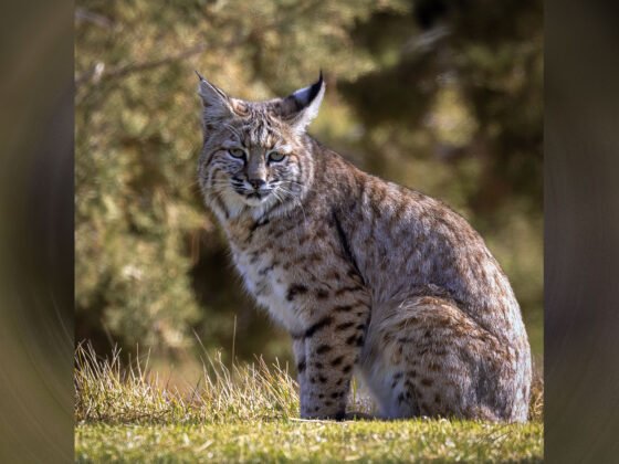 Today’s Photo from Ted Grussing Photography: … of cats, birds and canyons grussing 20241216a FI