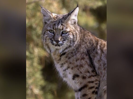 grussing 20241218a FI