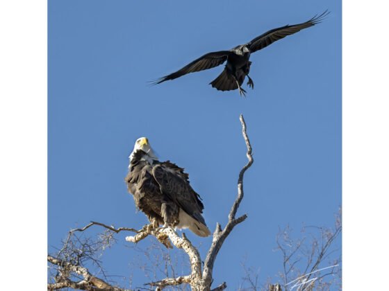 grussing 20241220a FI