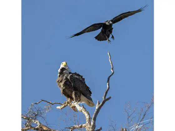 Today’s Photo from Ted Grussing Photography: ... life in action and at rest