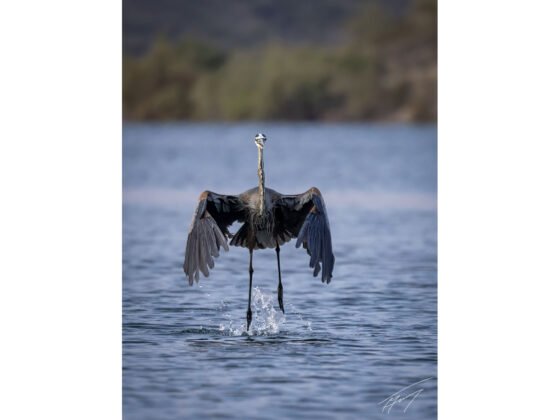 Today’s Photo from Ted Grussing Photography: … standing tall grussing 20241223a FI