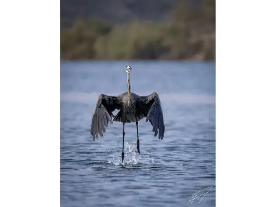 Today’s Photo from Ted Grussing Photography: ... standing tall