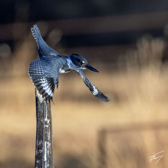 Today’s Photo from Ted Grussing Photography: … lessons of life grussing 20241230a