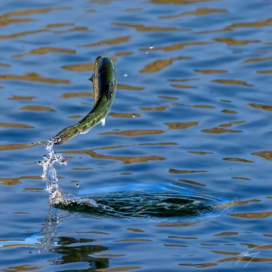 Today’s Photo from Ted Grussing Photography: … life on a pedestal grussing 20250101a
