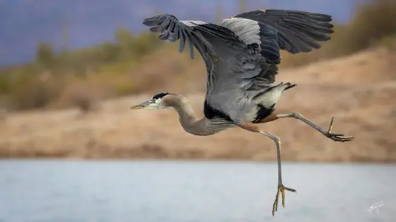 Today’s Photo from Ted Grussing Photography: In a hurry ... run ... fly
