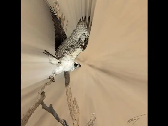 Today’s Photo from Ted Grussing Photography: ... intensity