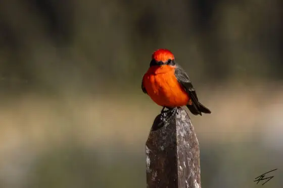 Today’s Photo from Ted Grussing Photography: ... a bright spot in the wild