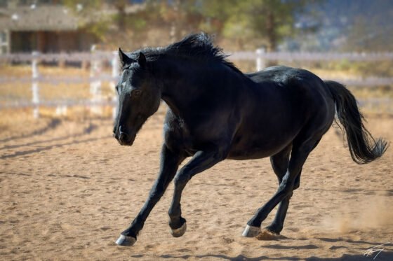 Today’s Photo from Ted Grussing Photography: … action in the arena grussing 20250117a