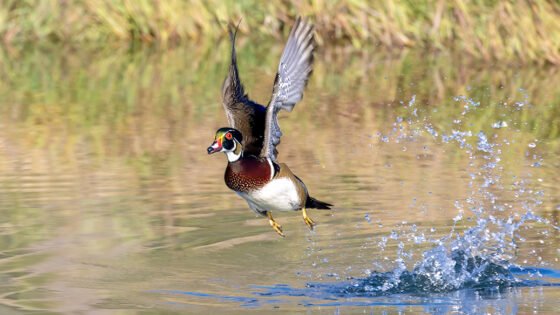 Today’s Photo from Ted Grussing Photography: … natural and as done by man grussing 20250120a