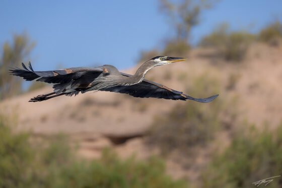 Today’s Photo from Ted Grussing Photography: … sometimes you get lucky grussing 20250131a
