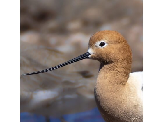 grussing 20250203a FI