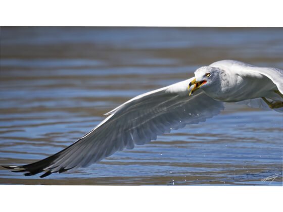 Today’s Photo from Ted Grussing Photography: … fight or flight grussing 20250210a FI