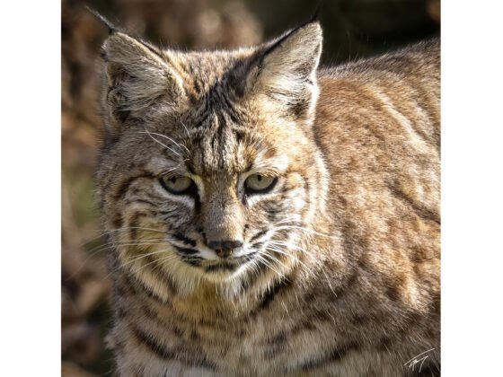 Today’s Photo from Ted Grussing Photography: … when is enough? grussing 20250217a FI