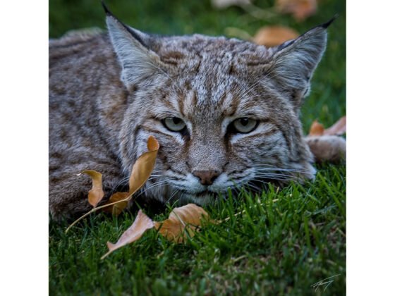 Today’s Photo from Ted Grussing Photography: … and there are undisputed winners! grussing 20250219a FI