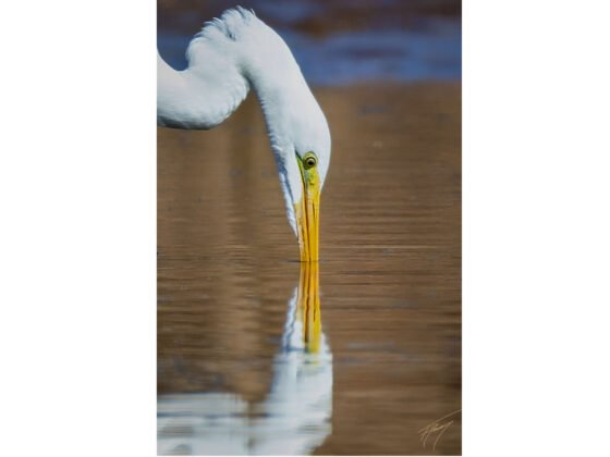 grussing 20250224a FI