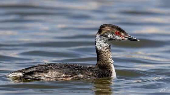 Today’s Photo from Ted Grussing Photography: … red eyed beauty grussing 20250303a