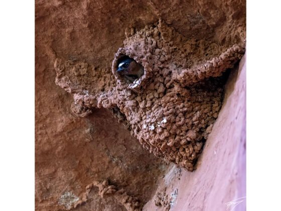 grussing 20250307a FI