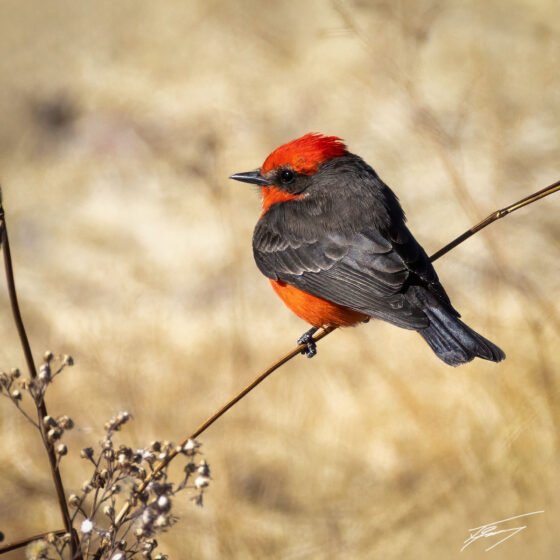 Today’s Photo from Ted Grussing Photography: … disparate sizes … from 14 to 935 grams grussing 20250312a