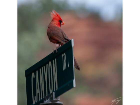 grussing 20250314a FI