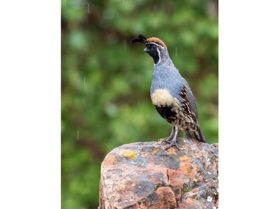 grussing 20250317a FI