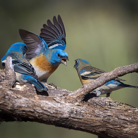 Today’s Photo from Ted Grussing Photography: … the intense ones grussing 20250319a