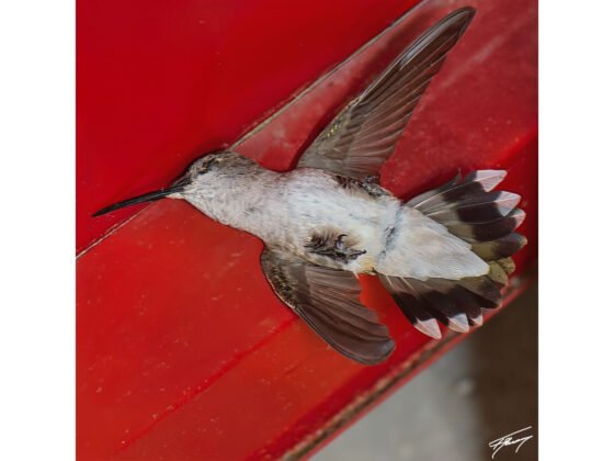 Today’s Photo from Ted Grussing Photography: A rescue … sometimes you get to help! grussing 20250321a FI