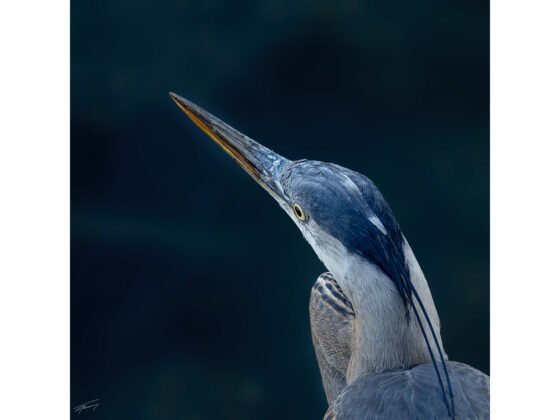 Today’s Photo from Ted Grussing Photography: … eternal gaze grussing 20250324a FI