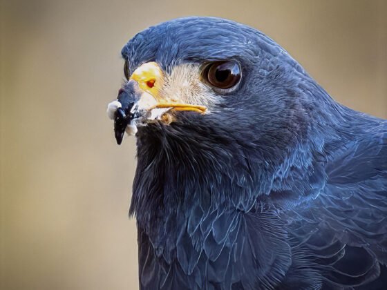 grussing 20250328a FI