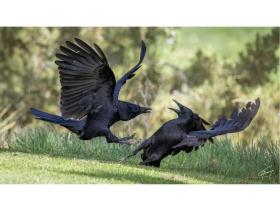 Today’s Photo from Ted Grussing Photography: … settling disputes grussing 20250331a FI