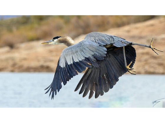 grussing 20250404a FI