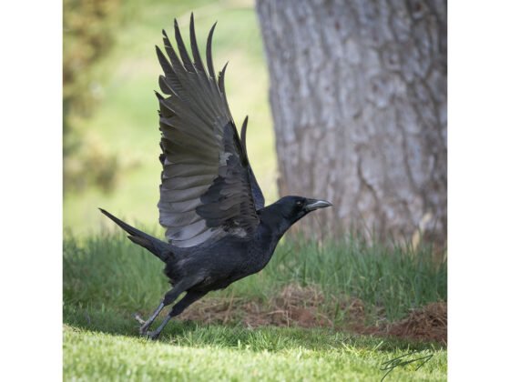 Today’s Photo from Ted Grussing Photography: … flying, thats what birds do grussing 20250409a FI