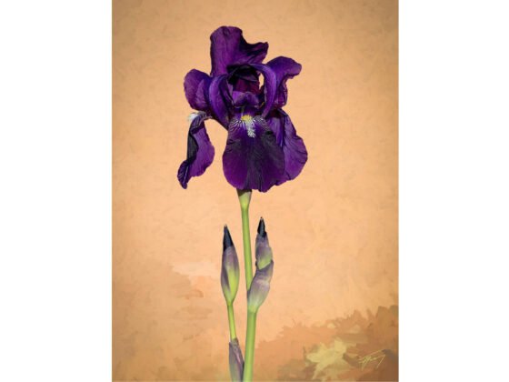 grussing 20250411a FI