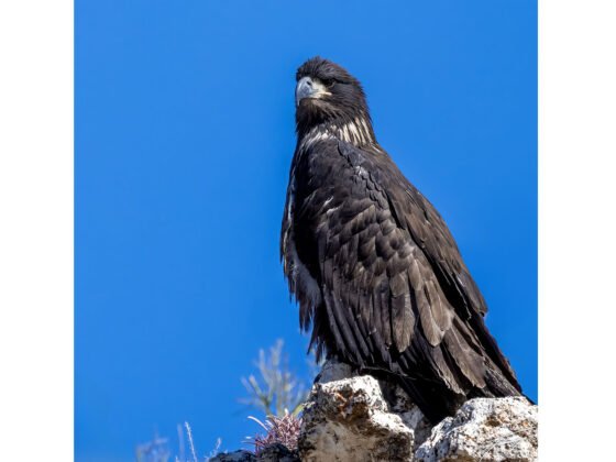 grussing 20250416a FI