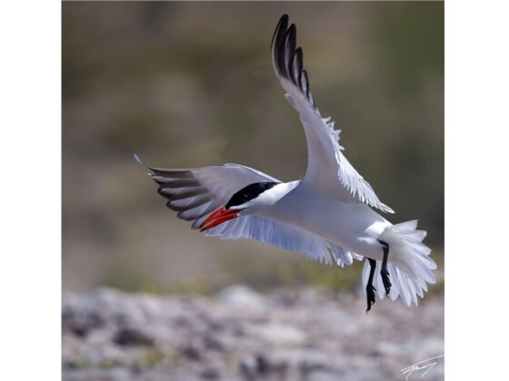 grussing 20250423a FI