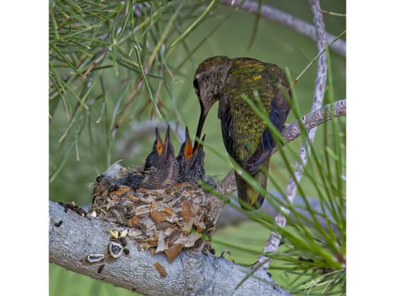 grussing 20250425a FI