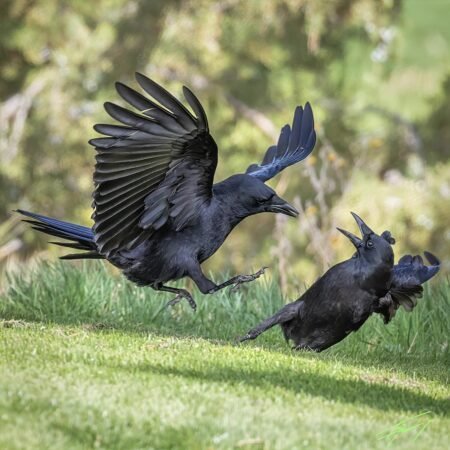 Today’s Photo from Ted Grussing Photography: … conflict or romance? Today’s Photo from Ted Grussing Photography: ... conflict or romance?