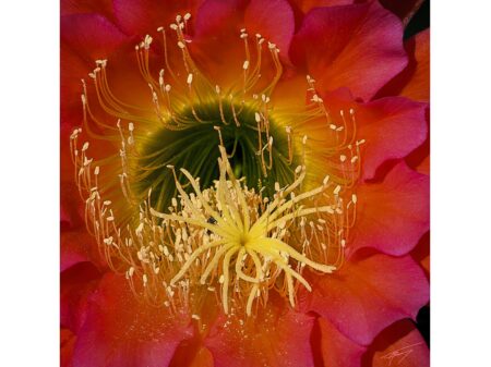 Today’s Photo from Ted Grussing Photography: … beauty within Today’s Photo from Ted Grussing Photography: ... beauty within