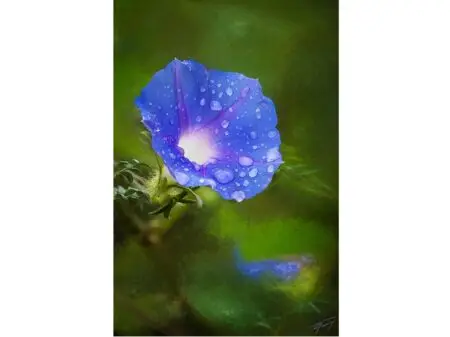 Today’s Photo from Ted Grussing Photography: … inner glow Today’s Photo from Ted Grussing Photography: ... inner glow