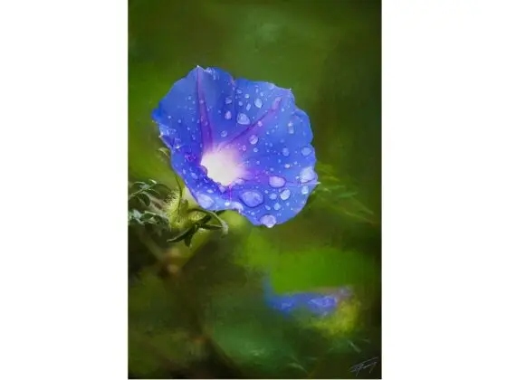 Today’s Photo from Ted Grussing Photography: ... inner glow