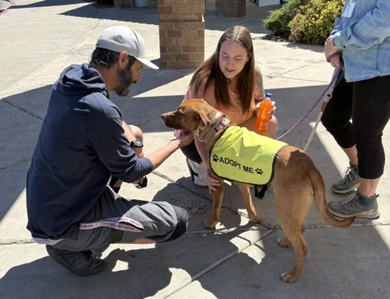 Verde Valley Humane Society Recognized as Local Pet Hero 