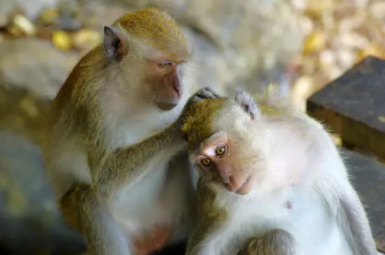 Monkey See- Monkey Do!